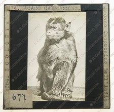 Macaco cappuccino dell'India