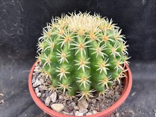 ECHINOCACTUS GRUSONII V