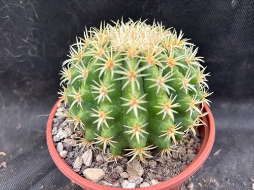 Echinocactus grusonii - echinocactus, v