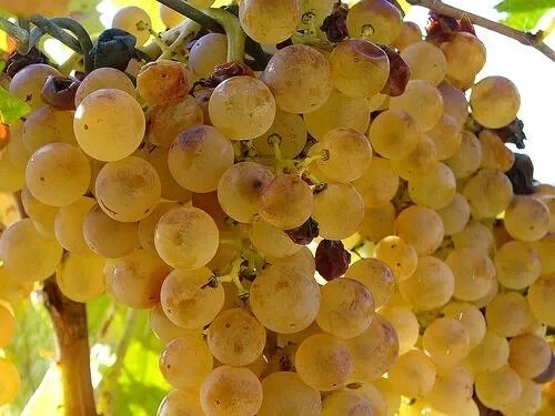 Uva zibibbo pregiatissima - uva,
