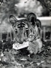 Foto vintage UK, Leila