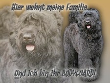 Bouvier des flandres - des, cartello