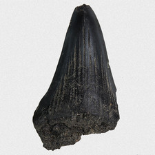 Dente di squalo fossile Neogen