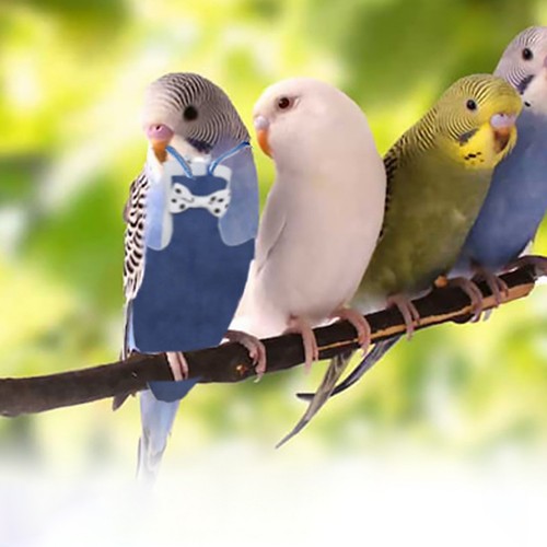 Tuta volo uccellino - volo,