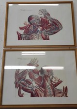 Quadri Anatomia Universa MASCAGNI antichi corpo umano studio medico storici 800