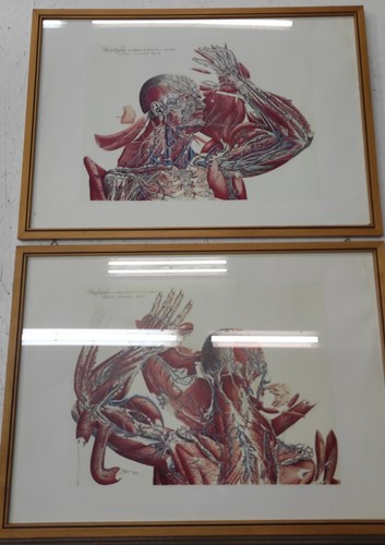 Quadri anatomia universa - quadri,