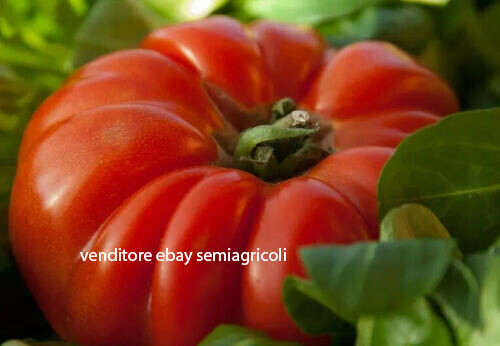Semi pomodoro gigante - 50,