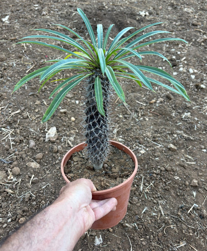 Pachypodium lamerei cactus - -,