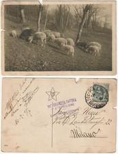 PECORE - GREGGE - 207� REGGIMENTO FANTERIA 1� BTG. - POSTA MILITARE -92347-