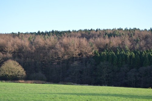 Photo 6x4 riffa wood - 6x4,