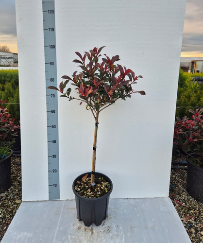 Photinia compatta alberello - compatta, ad