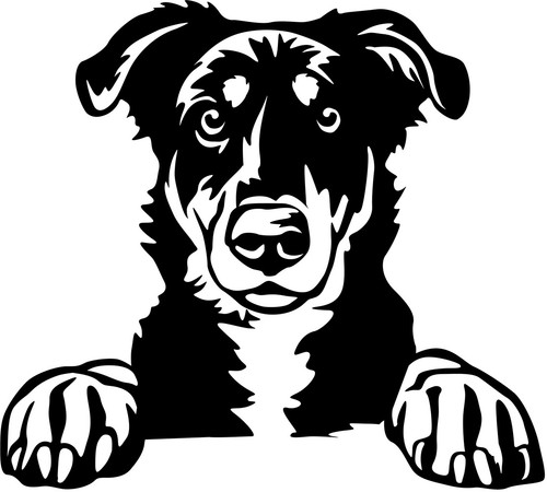 Adesivo beauceron - adesivo,