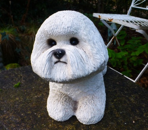 Sandicast bichon frise - sandicast,