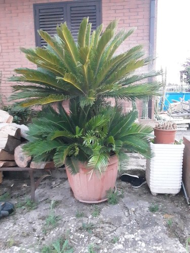 cycas