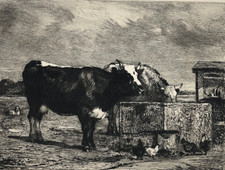 Abbeveratoio Incisione Acqua