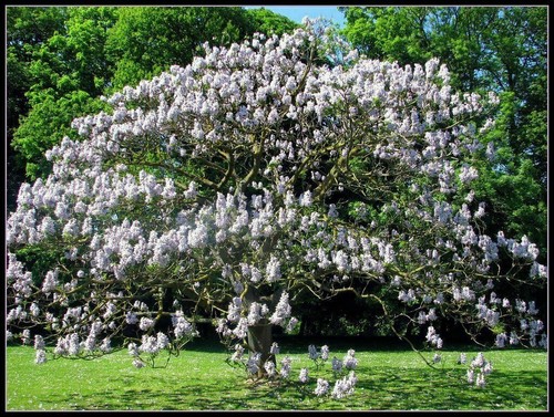Paulownia tomentosa - tomentosa,