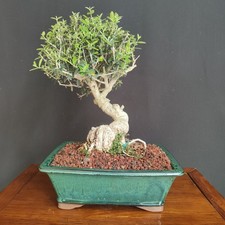 Bonsai shoin olivastro - shoin, di