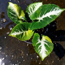 Syngonium uova strapazzate - syngonium,