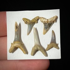 Dente di squalo tigre sabbia