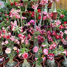 20 Semi Misti Adenium Obesum