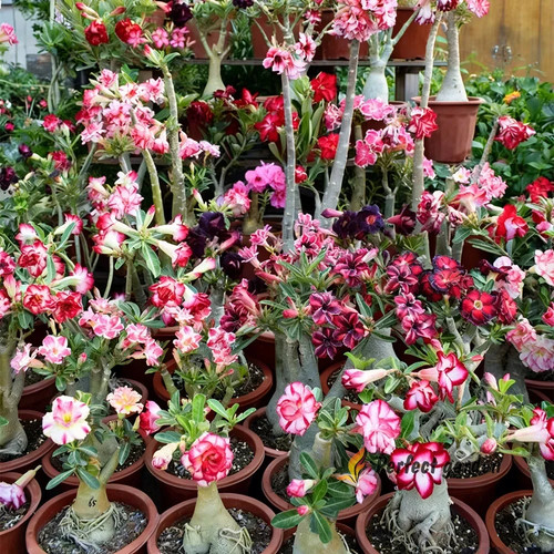 Semi misti adenium obesum - semi,