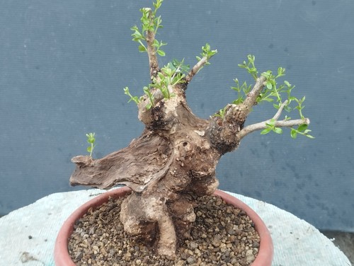 Bonsai olivastro 30x20cm - 30x20cm, in