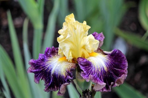 Iris cold fusion - tb., fusion'
