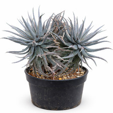 Aloe parvula SEEDS -  - SEMI