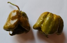 20 semi di Peperoncino
