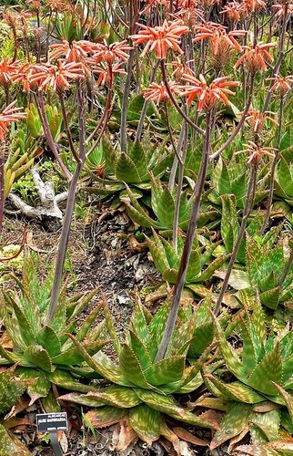 Aloe maculata var saponaria - aloe, var.
