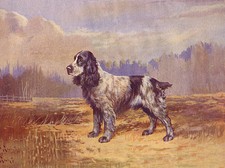 COCKER SPANIEL CHARMING DOG