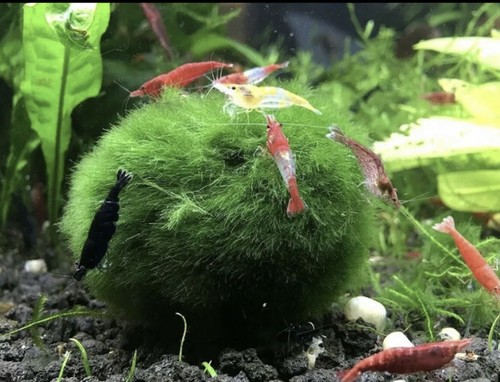 Nuovo marimo moss - marimo, sfere