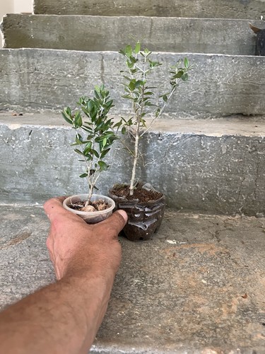Bonsai olivastro mame 2 - olivastro, mame.