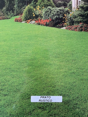 Prato rustico sementi - rustico,