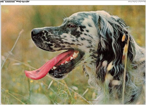 Akvp9 0737 cane - akvp9-0737-cane, setter