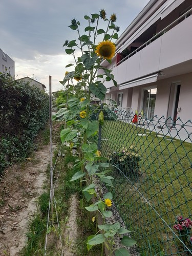 Semi girasole giovanni - semi, di