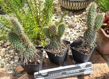 Opuntia trichophora Bandelier