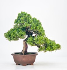 Bonsai di Ginepro Juniperus chinensis Shohin 21 cm
