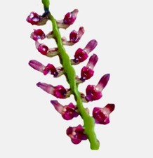 Bulbophyllum Species 'Pink