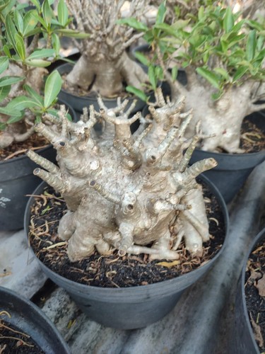 Bonsai adenium arabicum - adenium,