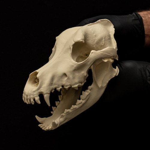 Alaskan malamute dog skull - dog,