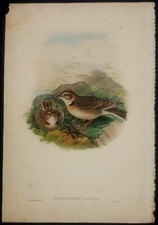 John Gould Uccelli Ornitologia stampa antica litografia 1865 calandra comune