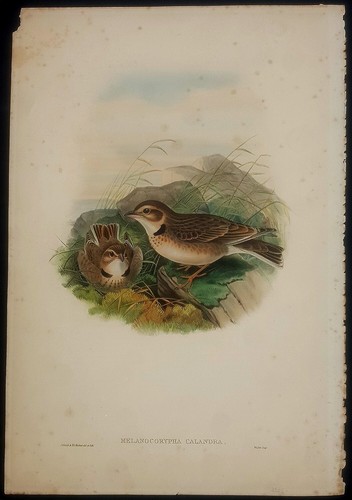John gould uccelli ornitologia - john,