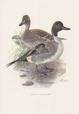 Spiessente Anas Acuta Anatre