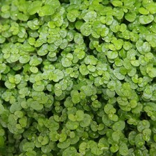 Materasso nunziale Soleirolia