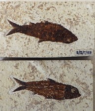Two fossil fishes knightia - fishes,