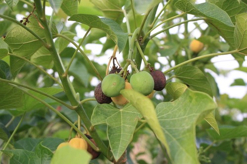 Semi jatropha curcas - 6,