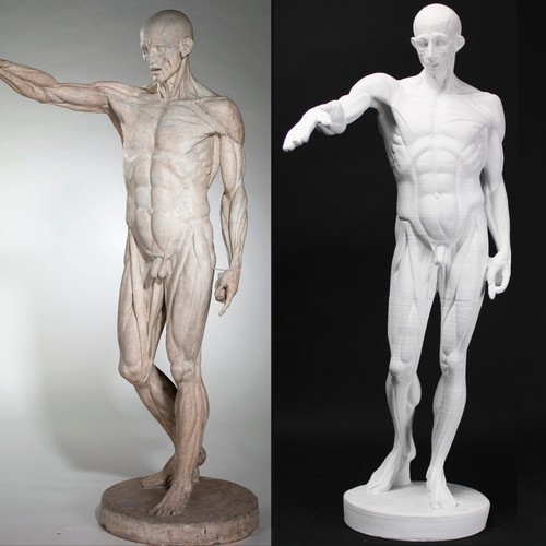 Scultura ecorche di - l'ecorche,