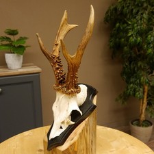 Corna di Cervo Peso 385 G