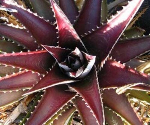 Dyckia platyphylla bromelia - platyphylla,